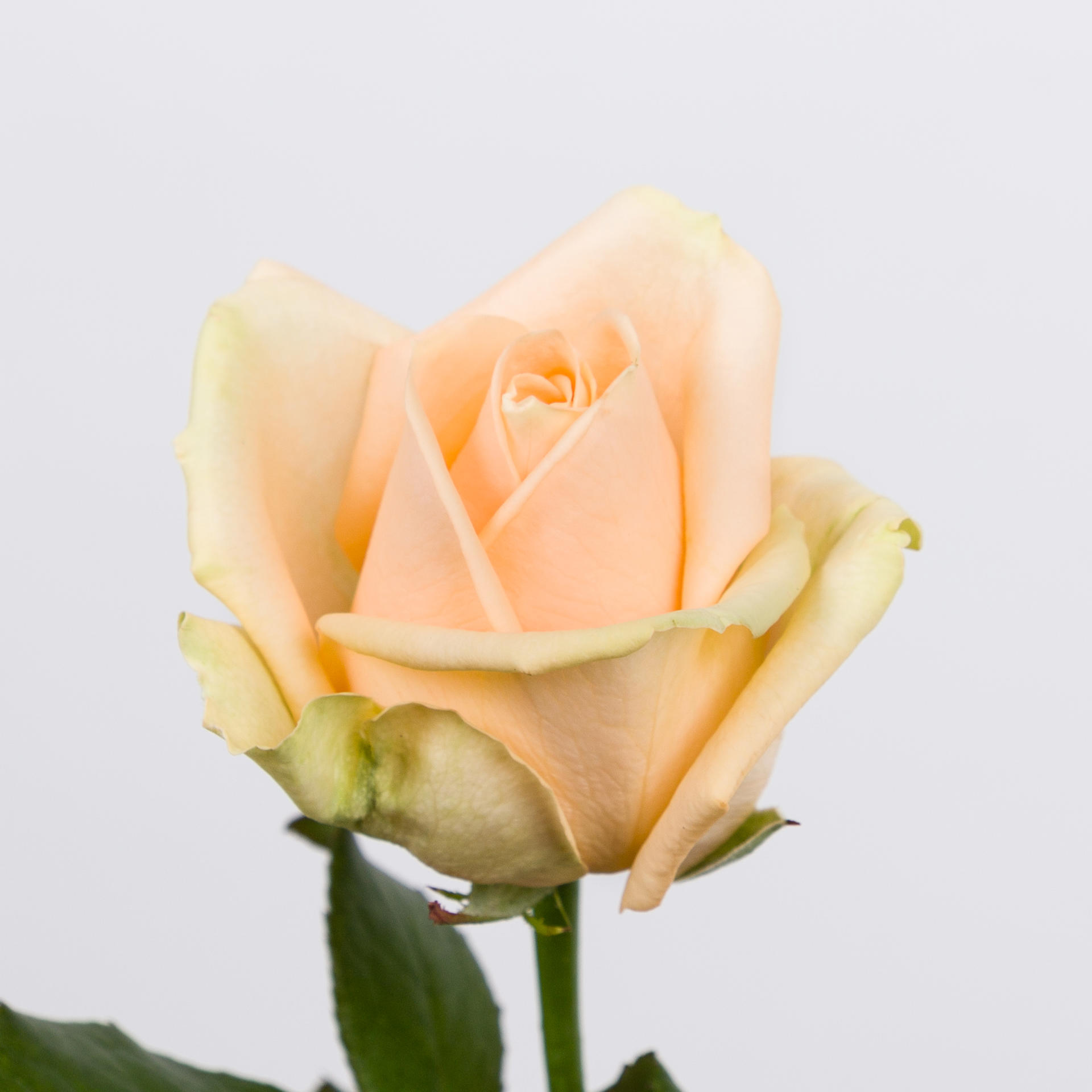 10x Rosa avalanche peach+ 40cm