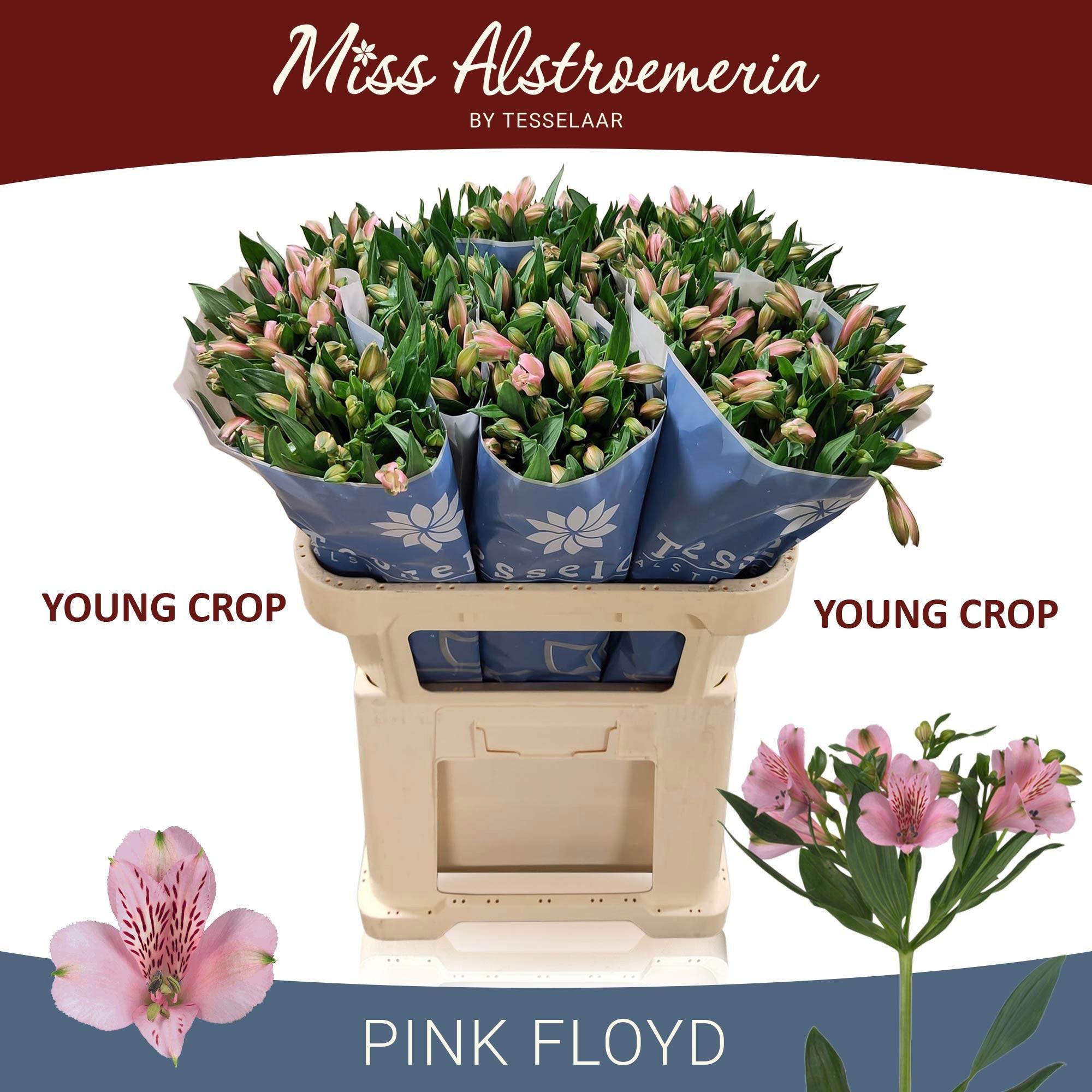 10x Alstroemeria pink floyd 70cm
