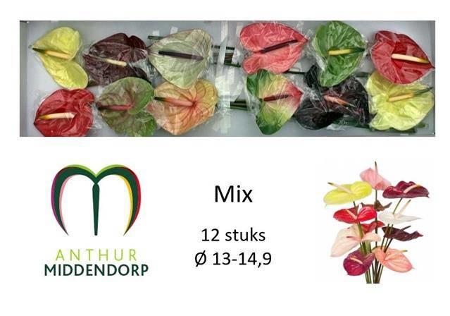 12x Anth.mix var. 10cm