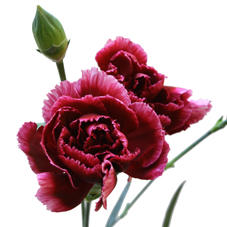 10x Dian.tr.berry 60cm