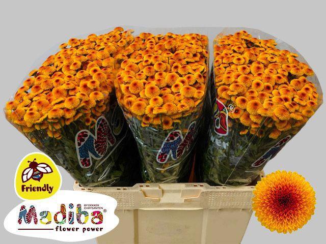 25x Chrysant san.madiba lambo sunrise 50cm