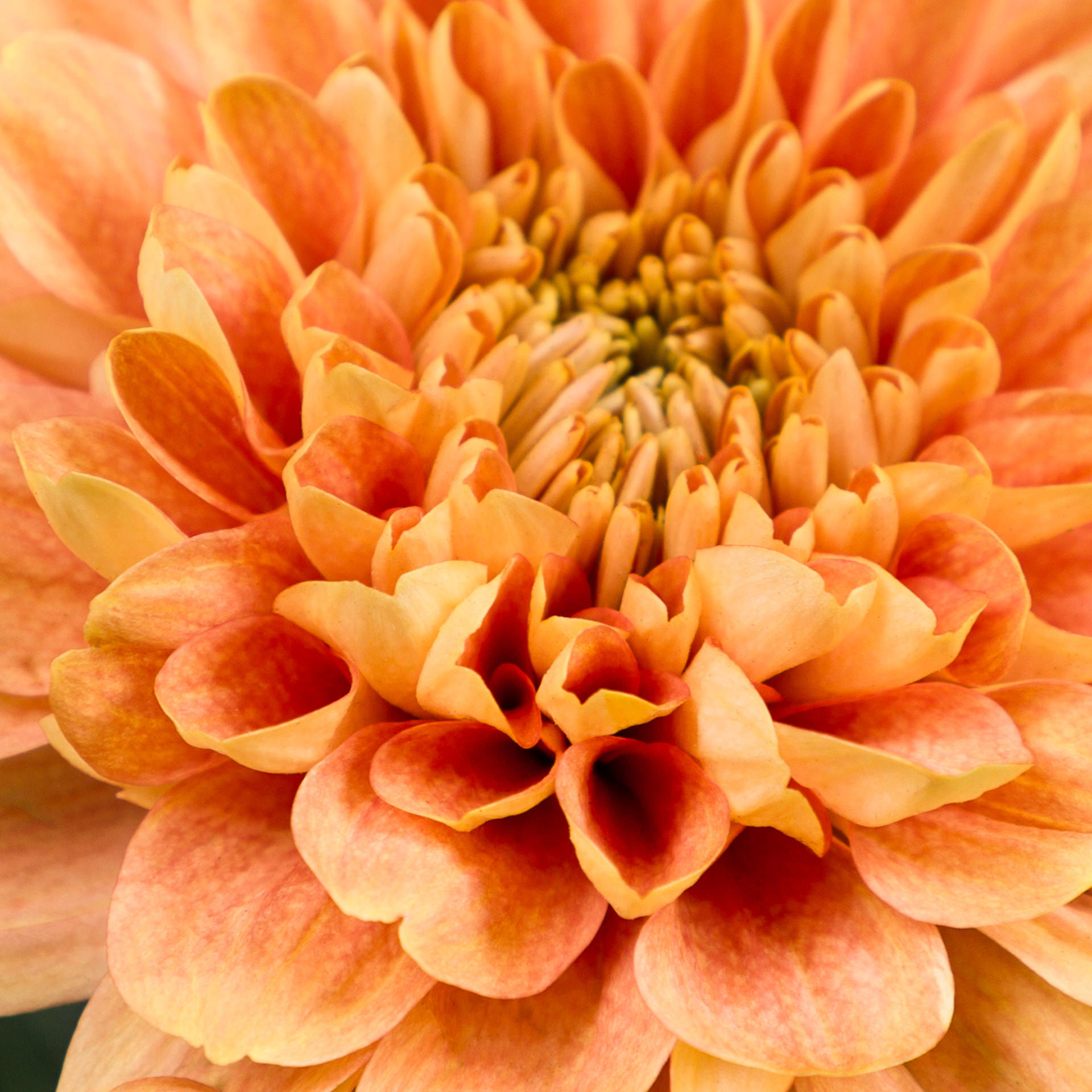 10x Chrysant kalimba orange g 70cm