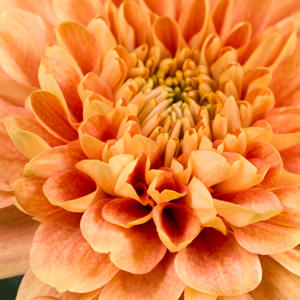 10x Chrysant kalimba orange 70cm