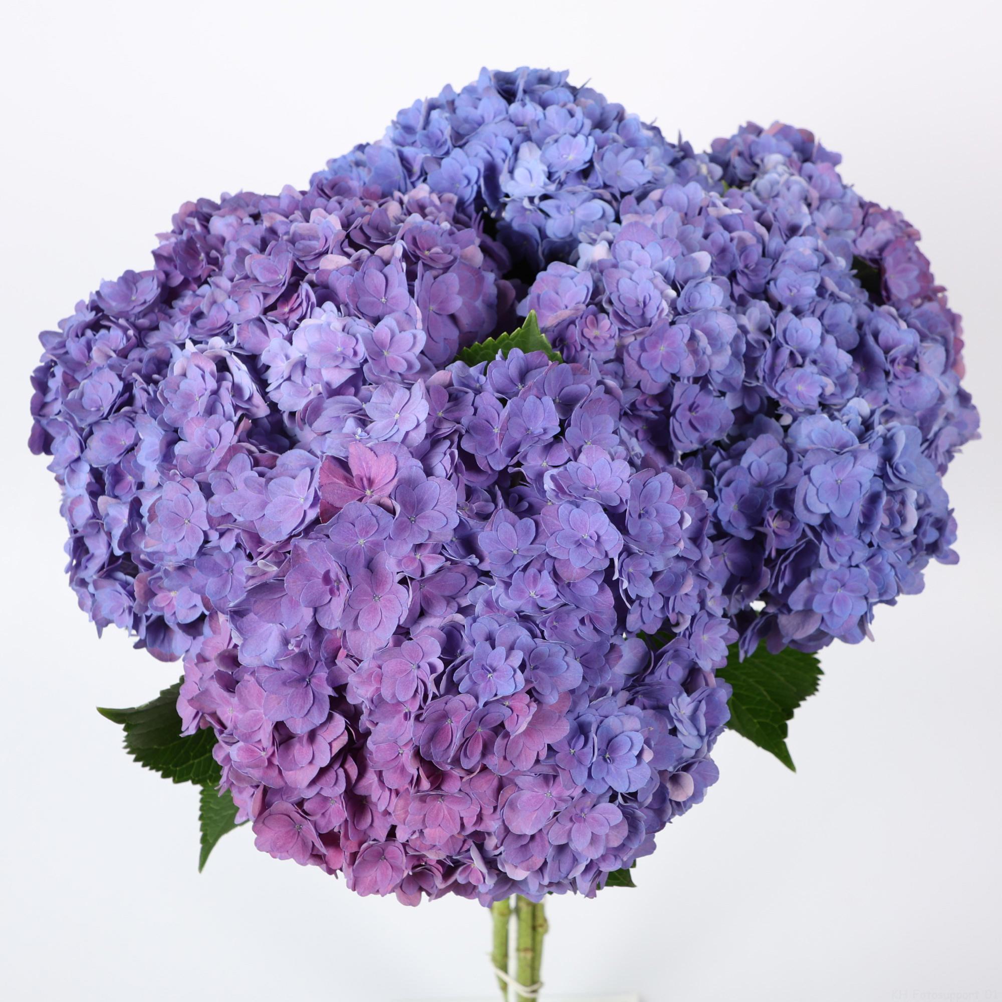 10x Hydr.royal empire 60cm