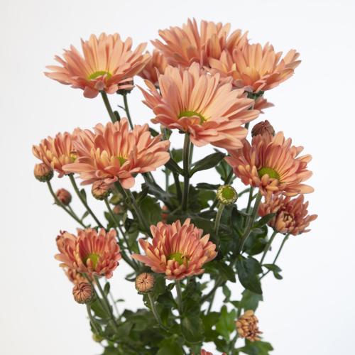 10x Chrysant katinka salmon 70cm