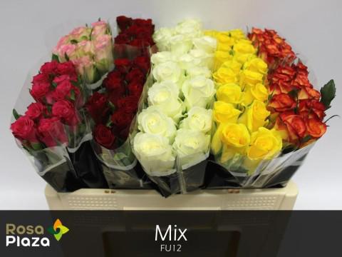 100x Rosa mix vast ammerlaan 50cm