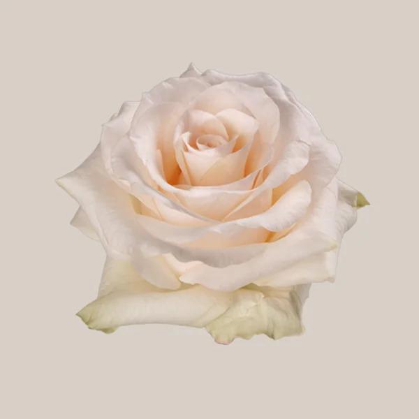25x Rosa fancy dreams 50cm