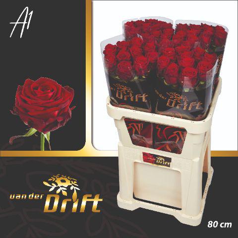 10x Rosa red naomi! 80cm