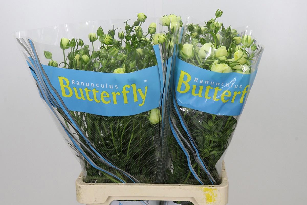 10x Ran.butterfly litai 70cm