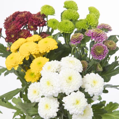 25x Chrysant san.mix/pak pompon 5 kleuren 50cm