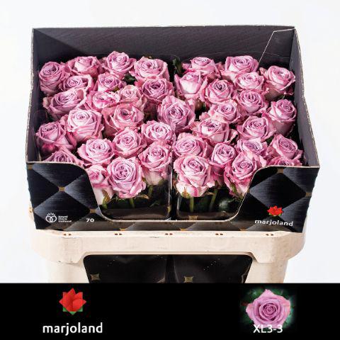 10x Rosa nayeli! 70cm