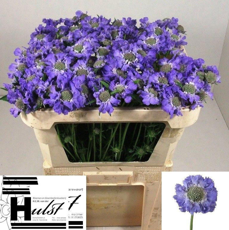 10x Scabiosa staefa 60cm