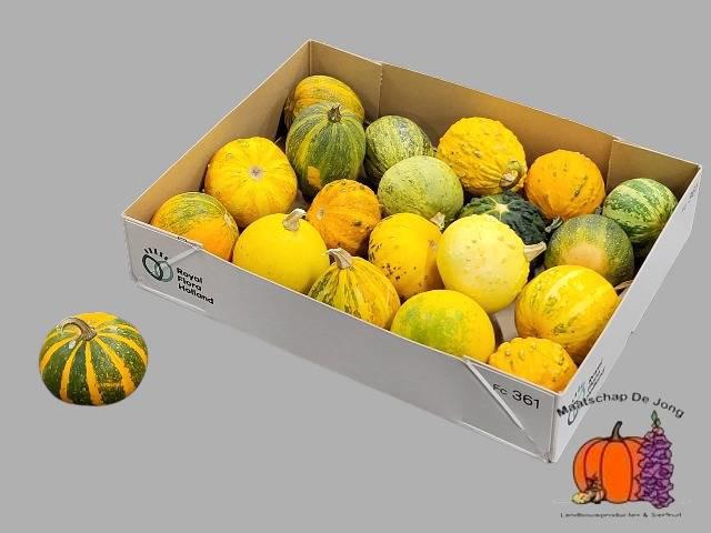 20x Sf cucurbita pepo mix var.