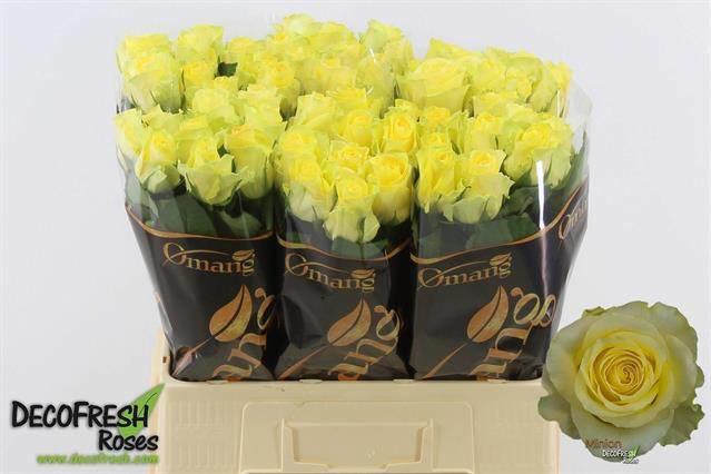 20x Rosa minion rose 60cm