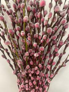 100x Tk salix katjes expression 70cm