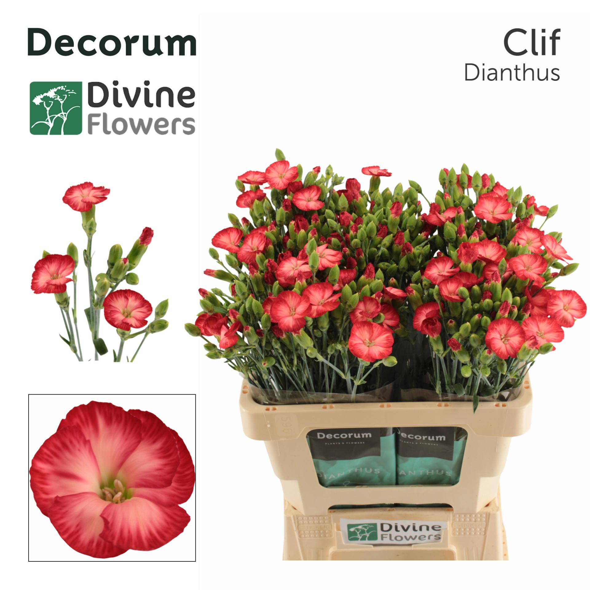 20x Dian.tr.solomio clif 60cm