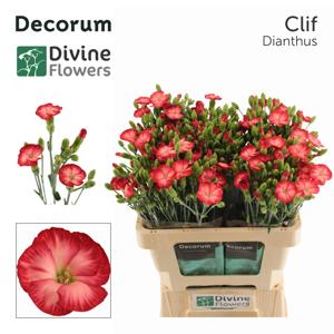 20x Dian.tr.solomio clif 60cm
