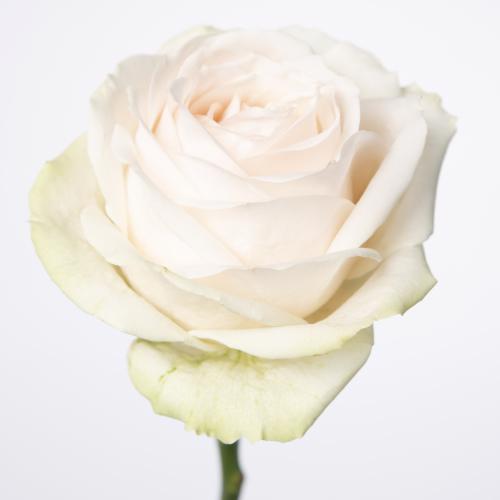 10x Rosa dorchester+ 50cm