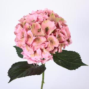 5x Hydr.royal palace classic 60cm