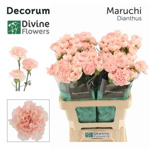 20x Dian.st.maruchi 60cm