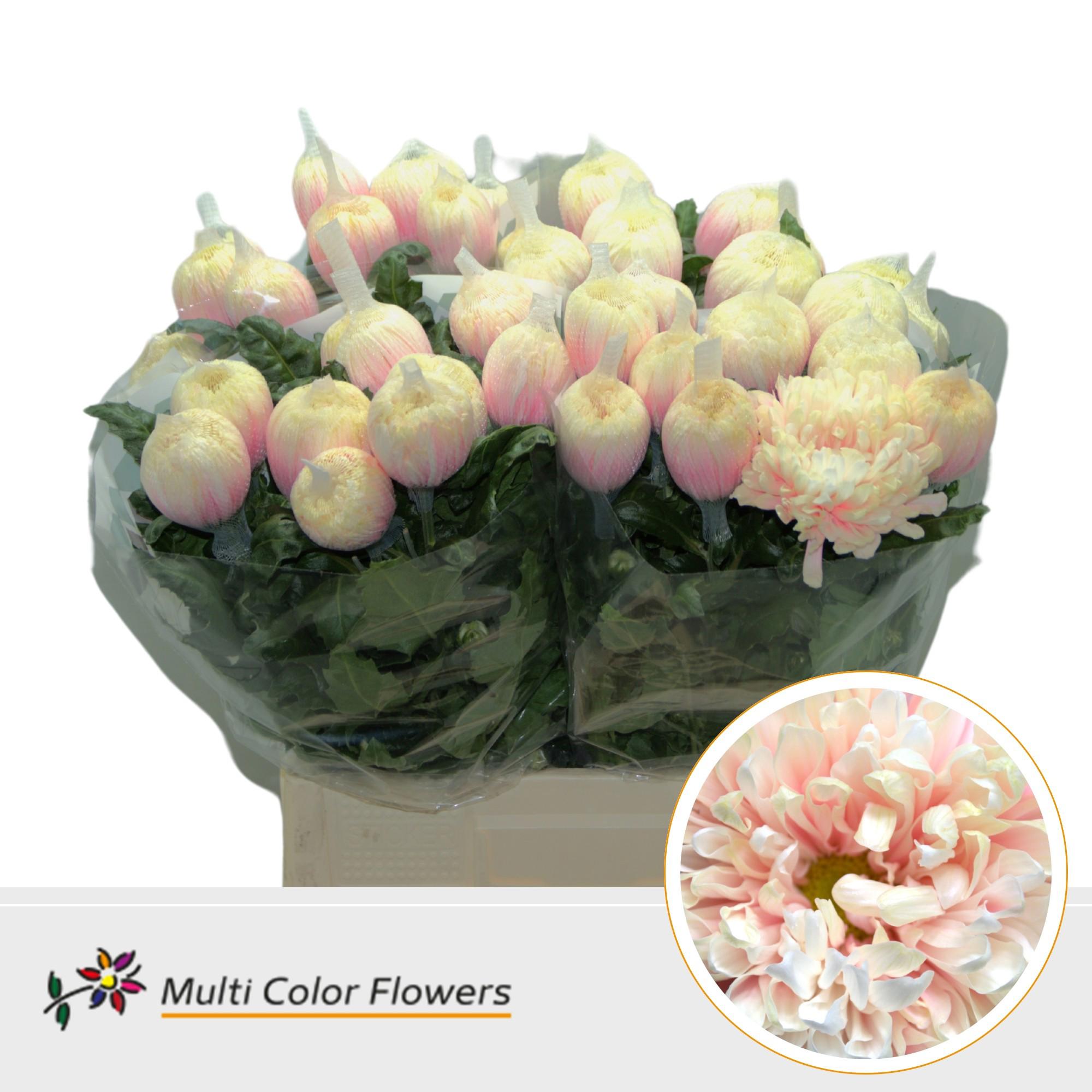 10x Chrysant antonov soft peach 70cm