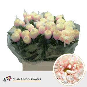 10x Chrysant antonov soft peach 70cm