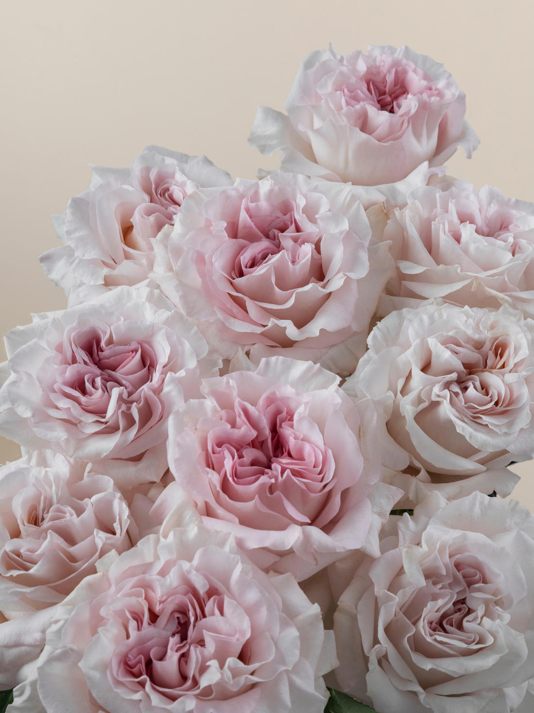 25x Rosa power puff 70cm