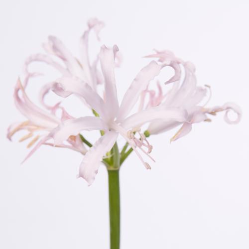 10x Nerine vesta k 70cm