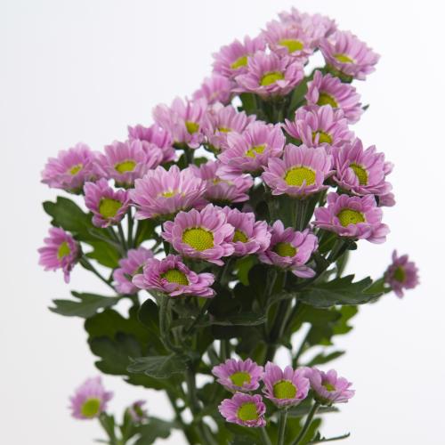 25x Chrysant san.madiba tanga pink 50cm