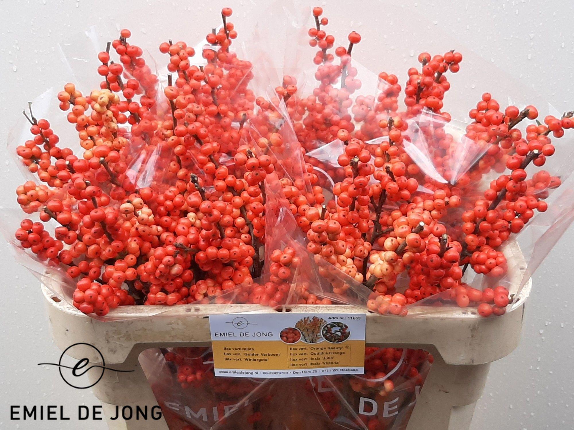 5x Ilex oudijk's oranje 70cm