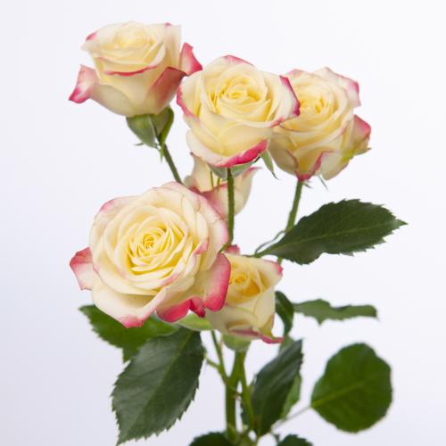 10x Rosa candelicious 50cm