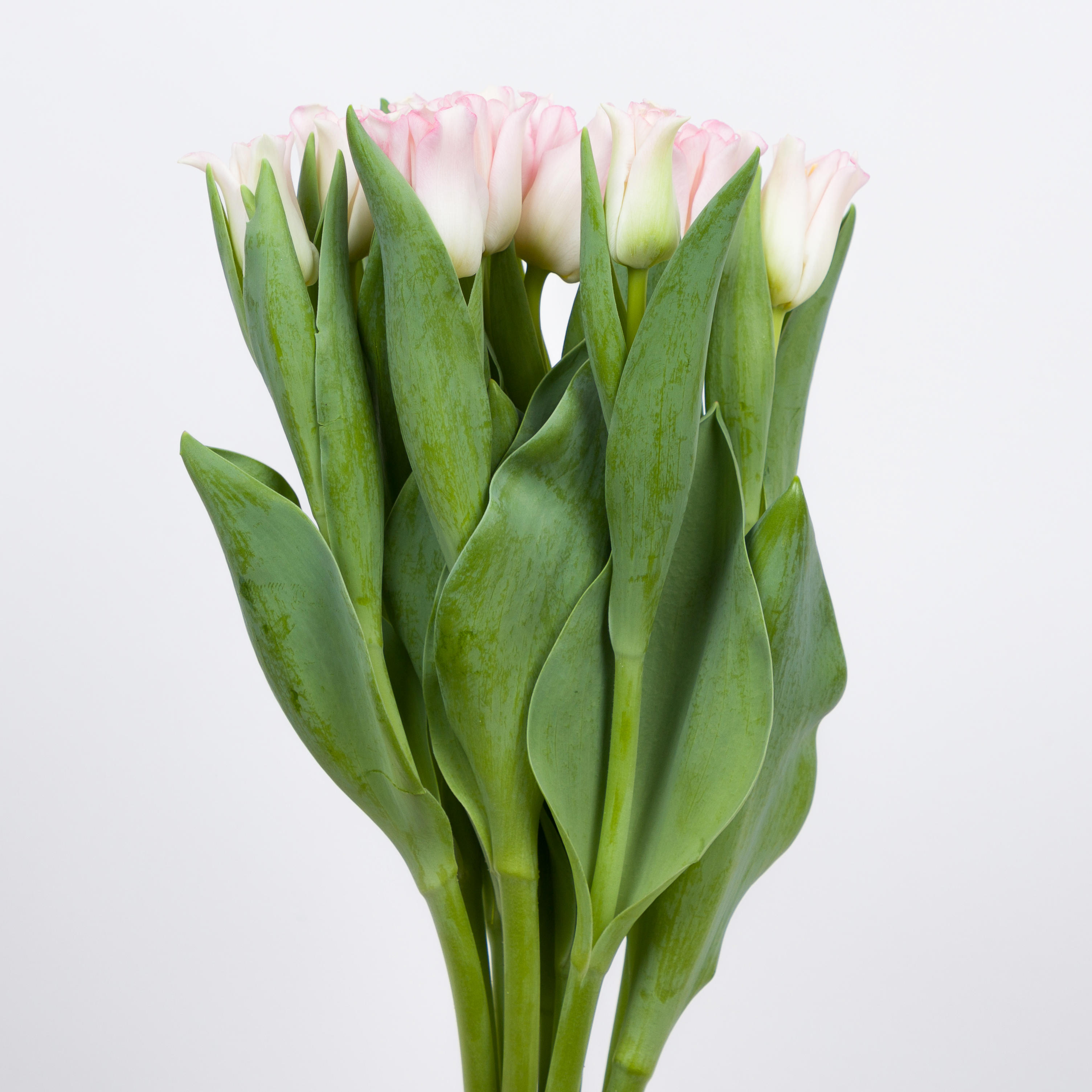 50x Tulipa crown dynasty co 40cm
