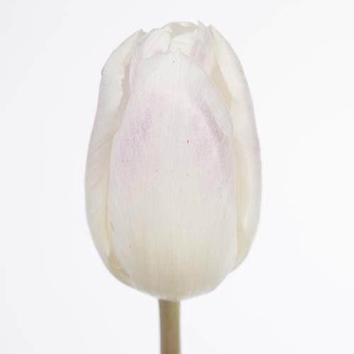 50x Tulipa ghost en 40cm