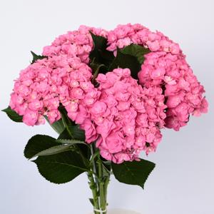 10x Hydr.royal kiss 60cm