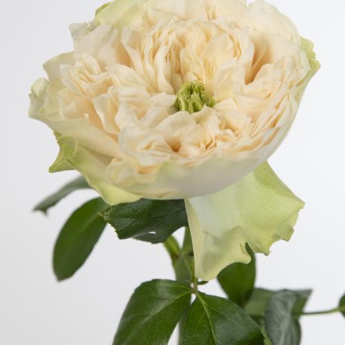 10x Rosa whitby abbey 40cm
