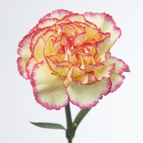 20x Dian.st.spritz 60cm