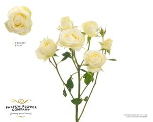24x Rosa gard.creamy eden 50cm