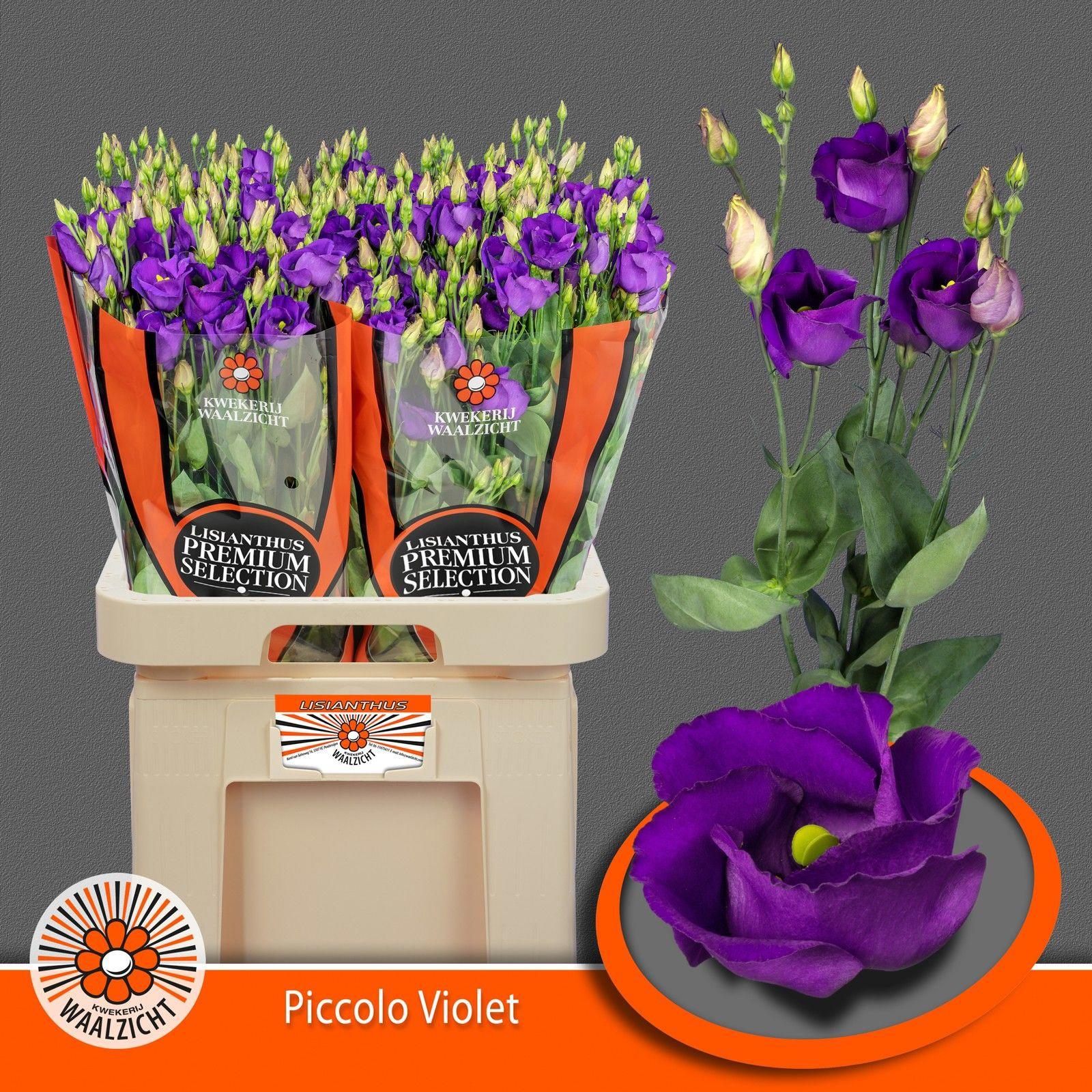 10x Eust.piccolo violet en 70cm