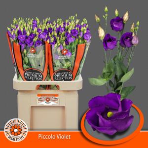 10x Eust.piccolo violet en 70cm
