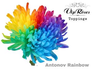 20x Chrysant antonov rainbow mix 60cm