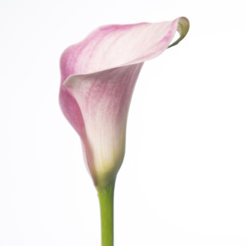 10x Zant.blushing lady 70cm