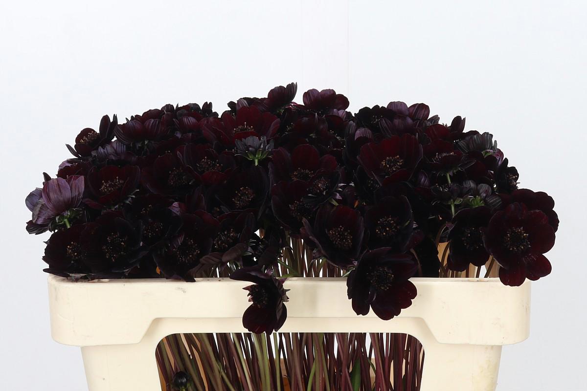50x Cosmos black beauty 50cm