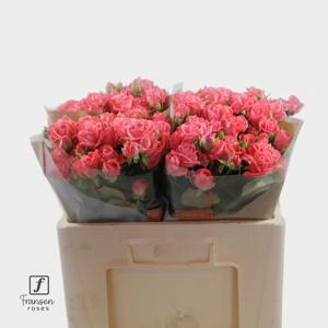 10x Rosa barbados 50cm