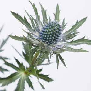 10x Eryngium orion questar 40cm