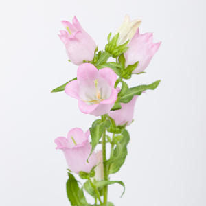 10x Camp.med.champ.pink 70cm
