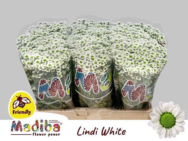 25x Chrysant san.madiba lindi white 50cm