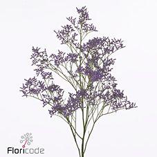 25x Lim.safora classic blue 80cm