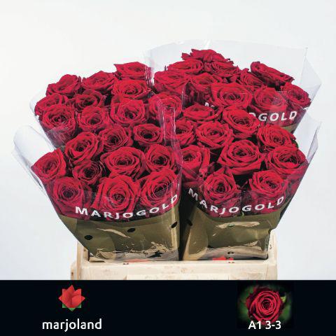 10x Rosa red naomi! 40cm