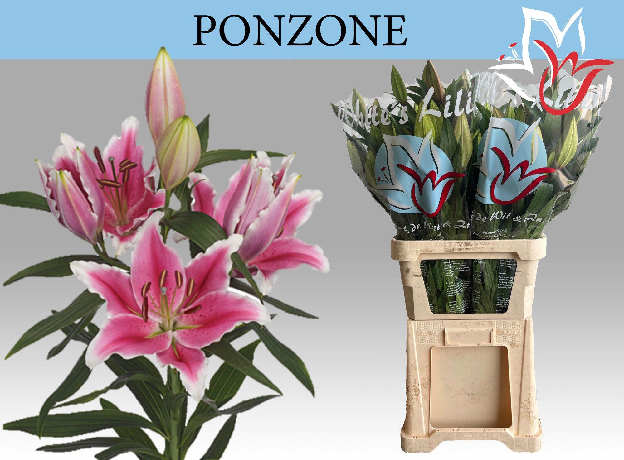 10x Lil.ponzone 80cm