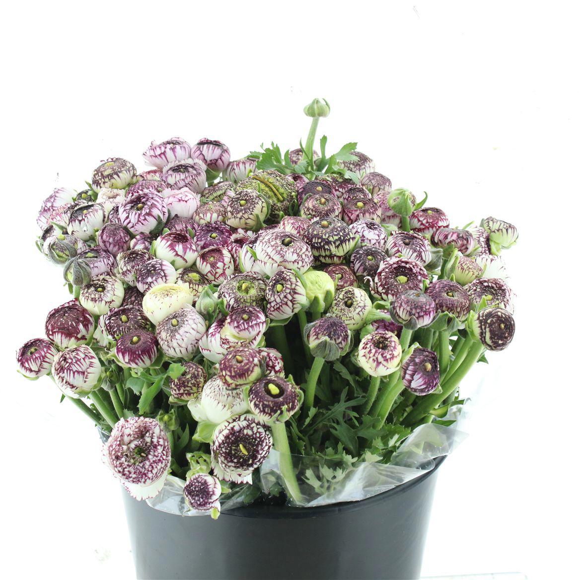 50x Ran.cappuccino roze 30cm